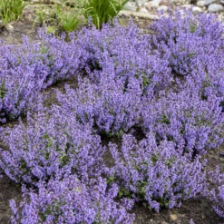 'Cat's Pajamas' Catmint 12 'Cat's Pajamas' Catmint -Florist Shop 007a41431a16418c80d39db60b946bc7