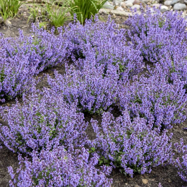 'Cat's Pajamas' Catmint 6 'Cat's Pajamas' Catmint - Image 6