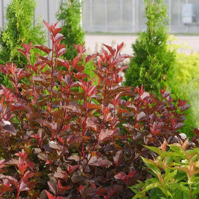 Ginger Wine® Ninebark 3 Ginger Wine® Ninebark - Image 3