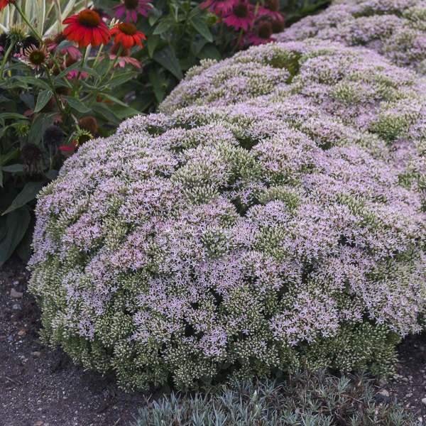 Rock 'N Round™ 'Pure Joy' Stonecrop 1 Rock 'N Round™ 'Pure Joy' Stonecrop