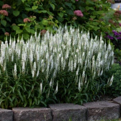 Magic Show® 'White Wands' Spike Speedwell 8 Magic Show® 'White Wands' Spike Speedwell -Florist Shop 1100 3776 popup