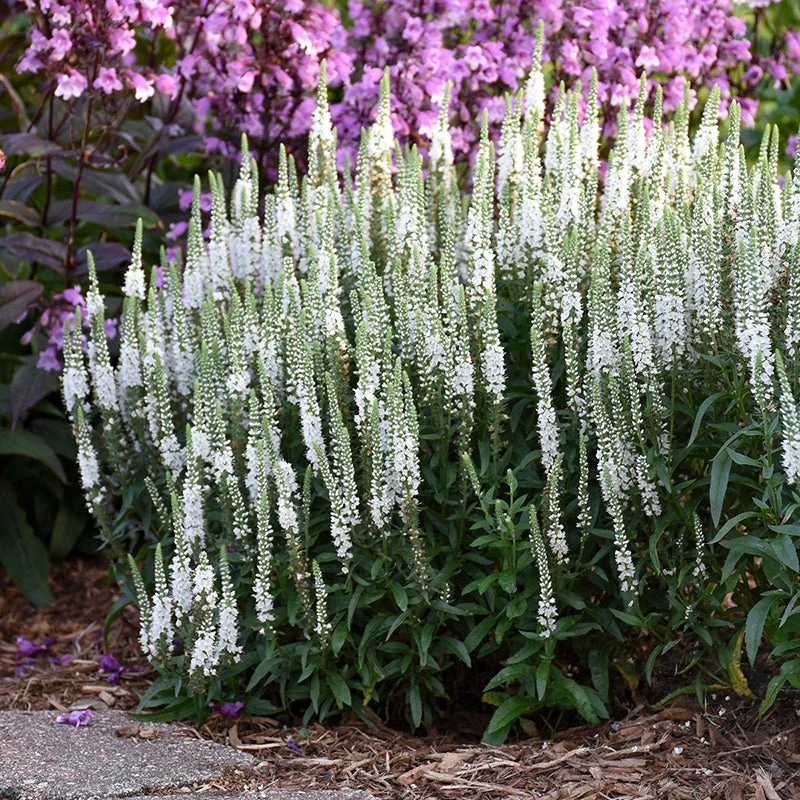 Magic Show® 'White Wands' Spike Speedwell 1 Magic Show® 'White Wands' Spike Speedwell