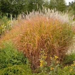 Purple Eulalia -Florist Shop 111 1217 popup sw