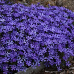 'Violet Pinwheels' Creeping Phlox -Florist Shop 116ee91bcb827ca51607a57f7cd9bae9