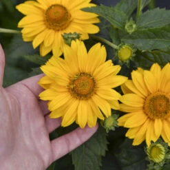 Tuscan Gold™ False Sunflower 7 Tuscan Gold™ False Sunflower -Florist Shop 11b3c7bafa35c699d5a58be11810103a