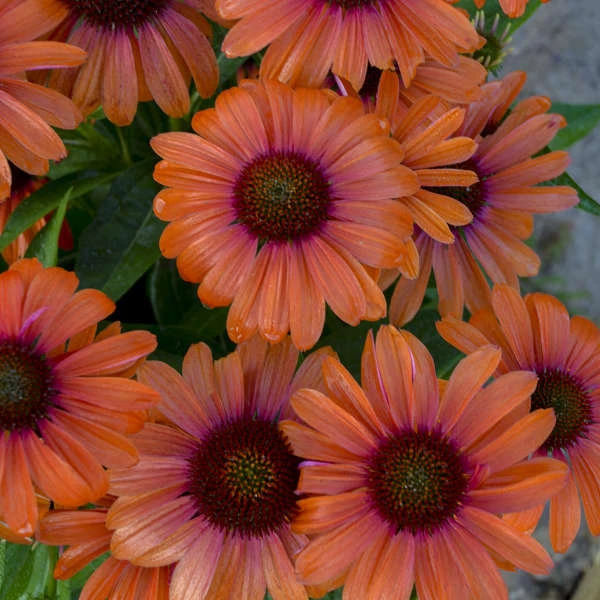 Color Coded™ 'Orange You Awesome' Coneflower 1 Color Coded™ 'Orange You Awesome' Coneflower