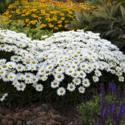 Amazing Daisies® Daisy May® Shasta Daisy -Florist Shop 12883ffa5c75e1431e04bdeb6e5df944 1