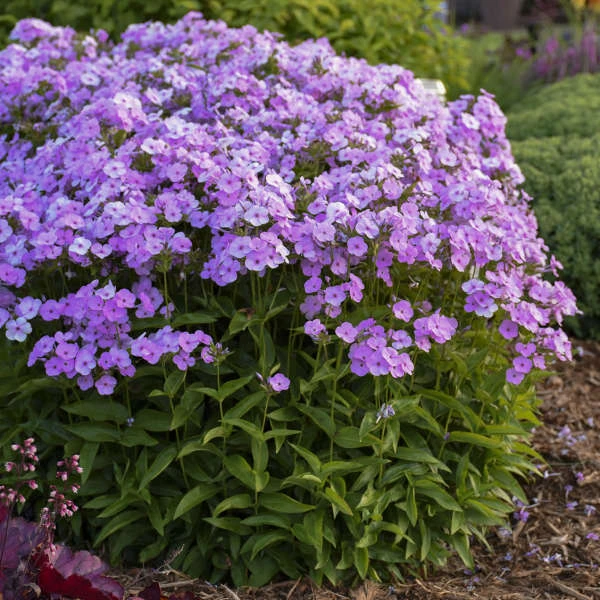 'Opening Act Blush' Hybrid Phlox 2 'Opening Act Blush' Hybrid Phlox - Image 2