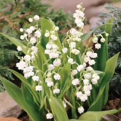 Lily Of The Valley -Florist Shop 176 convallaria lily of the valley 3