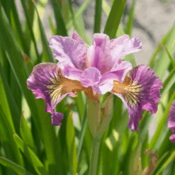 'Miss Apple' Siberian Iris 9 'Miss Apple' Siberian Iris -Florist Shop 180604gbo020IrissibiricaMissApple 800x800 b36441e