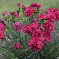 Fruit Punch® 'Cranberry Cocktail' Dianthus 6 Fruit Punch® 'Cranberry Cocktail' Dianthus -Florist Shop 1b2aa4df492aff34235f0783b5d20da3