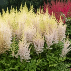 'Milk And Honey' Astilbe -Florist Shop 200630gbo002AstilbeMilkandHoney 800x800 eb98305