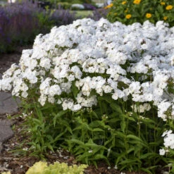 'Opening Act White' Hybrid Phlox 8 'Opening Act White' Hybrid Phlox -Florist Shop 2086636338d2bfcc9873fb0b305b67a1