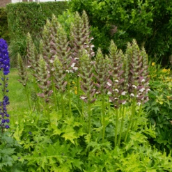 'Morning Candle' Bear's Breech 5 'Morning Candle' Bear's Breech -Florist Shop 210703gbo035AcanthusMorningCandle 800x800 07910a0