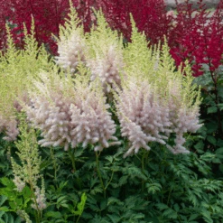 'Milk And Honey' Astilbe -Florist Shop 220701gbo051AstilbeMilkandHoney 800x800 975ced0