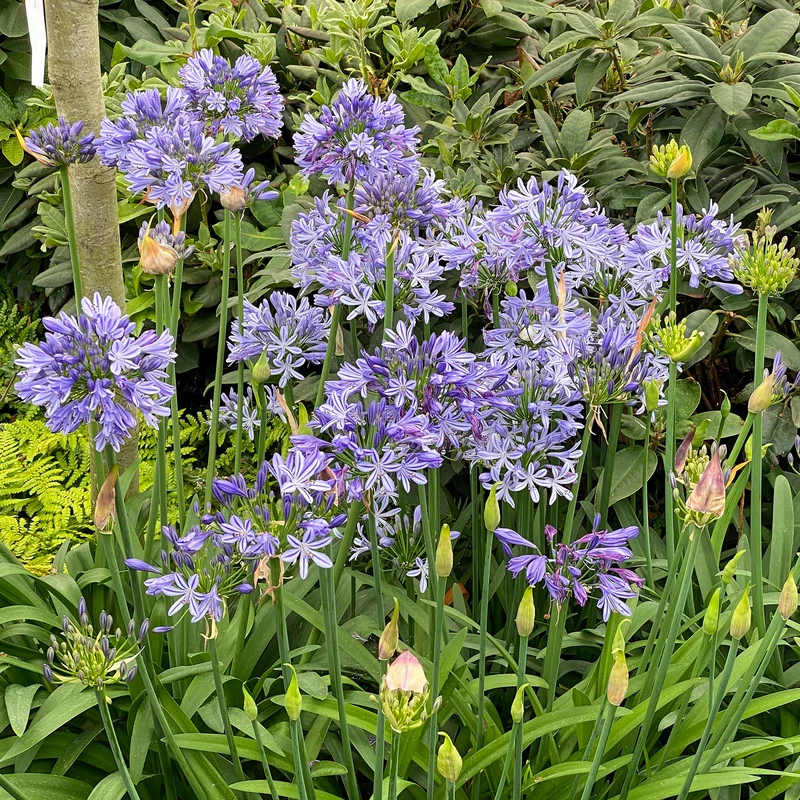 'Dr. Brouwer' Lily-of-the-Nile 1 'Dr. Brouwer' Lily-of-the-Nile