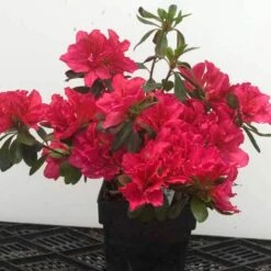 Bloom-A-Thon® Pink Double Reblooming Azalea 6 Bloom-A-Thon® Pink Double Reblooming Azalea -Florist Shop 224 1696 popup 62652c6f 9275 42ba a7d2 0fe27404ca31 sw