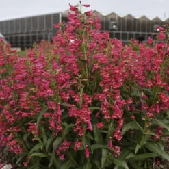 Bejeweled™ 'Rose Rhinestones' Beardtongue -Florist Shop 227120f3995c5a1935960b7899f88d8c