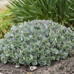 Rock 'N Round™ 'Popstar' Stonecrop -Florist Shop 227f54d52c5ff9d8c85dac352f099660