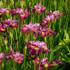 'Miss Apple' Siberian Iris 8 'Miss Apple' Siberian Iris -Florist Shop 230607gbo113IrissibiricaMissApple 800x800 682fa7b