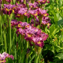 'Miss Apple' Siberian Iris 7 'Miss Apple' Siberian Iris -Florist Shop 230607gbo114IrissibiricaMissApple 800x800 a4777d0