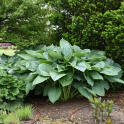 Shadowland® 'Empress Wu' Hosta -Florist Shop 265d8e14c758a02e4d6a055b09c0bb5d