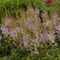Dwarf Chinese Astilbe 9 Dwarf Chinese Astilbe -Florist Shop 26a62b9a14c066620793a6074e344f90