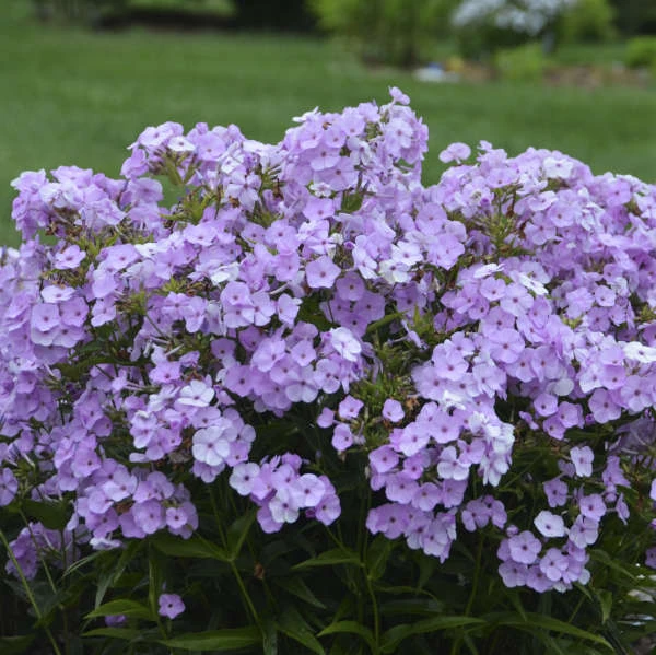 'Opening Act Blush' Hybrid Phlox 1 'Opening Act Blush' Hybrid Phlox