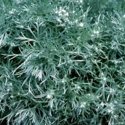 'Silver Mound' Wormwood 8 'Silver Mound' Wormwood -Florist Shop 299 1110 popup sw