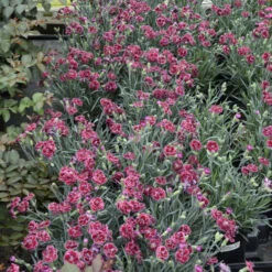 Fruit Punch® 'Black Cherry Frost' Dianthus -Florist Shop 2abdf933c70bf61f7f5db61c2d748d07