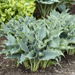 Shadowland® 'Waterslide' Hosta -Florist Shop 2cd4c1b19f8358652dc0f5a422cfcb56