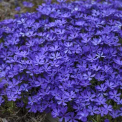 'Violet Pinwheels' Creeping Phlox -Florist Shop 2dbab699641a718b378d2e1c01eabb5f