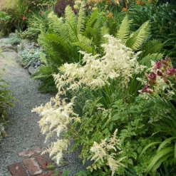 White Astilbe -Florist Shop 300 1244 popup