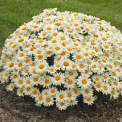 'Whoops-A-Daisy' Shasta Daisy 7 'Whoops-A-Daisy' Shasta Daisy -Florist Shop 316b0418603545106797c3e91bf9b14a