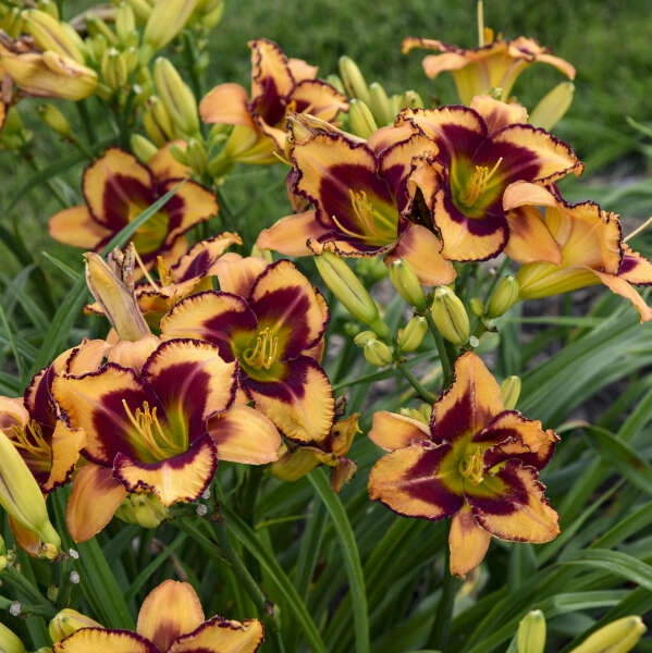 Rainbow Rhythm® 'Blazing Glory' Daylily 3 Rainbow Rhythm® 'Blazing Glory' Daylily - Image 3