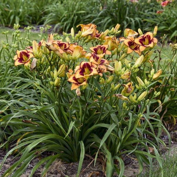 Rainbow Rhythm® 'Blazing Glory' Daylily 2 Rainbow Rhythm® 'Blazing Glory' Daylily - Image 2