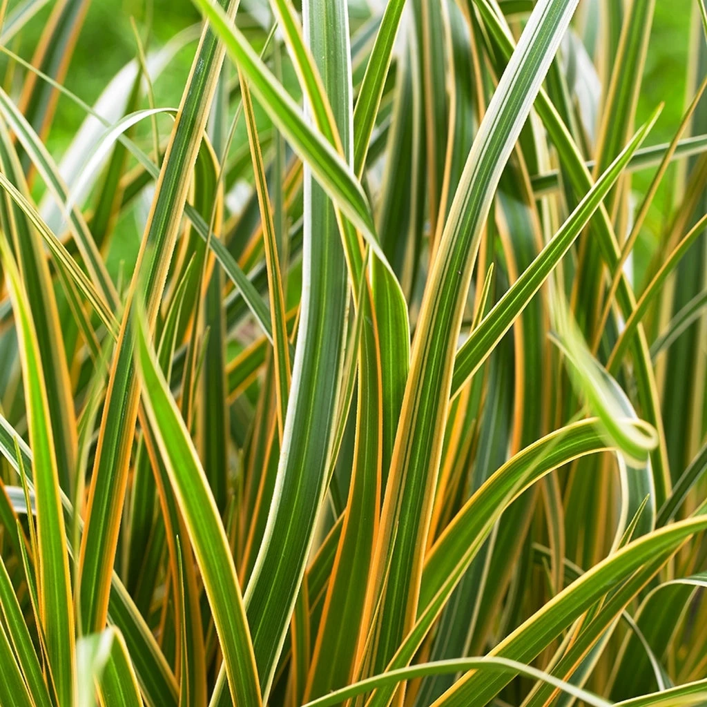 EverColor® 'Everglow' Sedge 1 EverColor® 'Everglow' Sedge