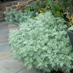 'Powis Castle' Wormwood -Florist Shop 381 1453 popup