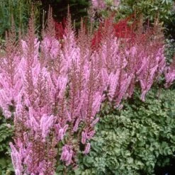 Dwarf Chinese Astilbe 7 Dwarf Chinese Astilbe -Florist Shop 383 1191 popup sw