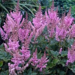 Dwarf Chinese Astilbe
