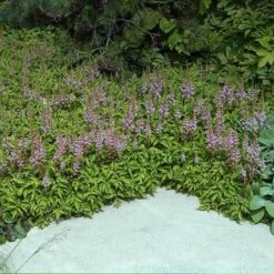 Dwarf Chinese Astilbe 8 Dwarf Chinese Astilbe -Florist Shop 383 1381 popup sw