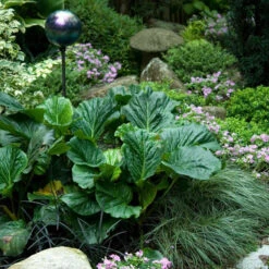 'Winterglut' Pigsqueak -Florist Shop 384 1170 popup