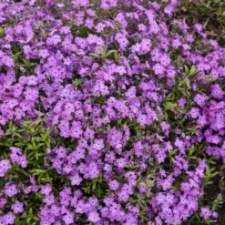 'Rose Sprite' Hybrid Spring Phlox -Florist Shop 39b557cd0d5b705709365772c97fa006