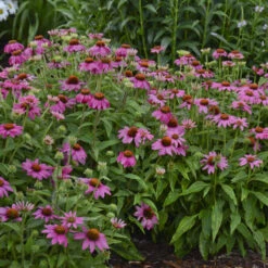 PowWow® Wild Berry Coneflower -Florist Shop 3a653b634590bb1937fe7006ca0421c4