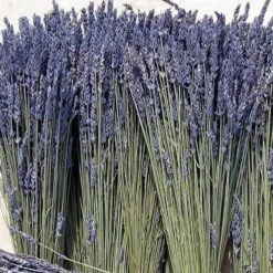 'Grosso' Lavender 11 'Grosso' Lavender -Florist Shop 410 1759 popup sw