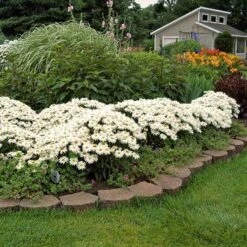'Whoops-A-Daisy' Shasta Daisy 8 'Whoops-A-Daisy' Shasta Daisy -Florist Shop 411 1295 popup sw