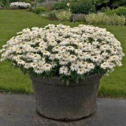 'Whoops-A-Daisy' Shasta Daisy 9 'Whoops-A-Daisy' Shasta Daisy -Florist Shop 411 1297 popup sw