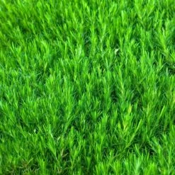 'Snowflake' Creeping Phlox -Florist Shop 417 1315 popup sw