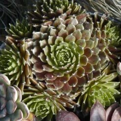 'Jeanne D'Arc' Hens & Chicks -Florist Shop 429 1890 popup