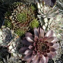 'Jeanne D'Arc' Hens & Chicks -Florist Shop 429 1891 popup